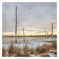 Petrified and Frozen