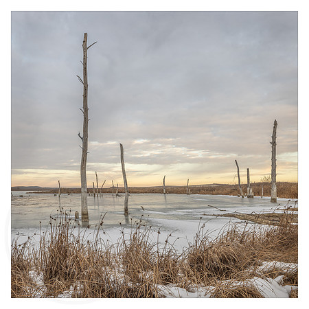 Petrified and Frozen