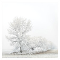 Hoar Frost Misty Morning