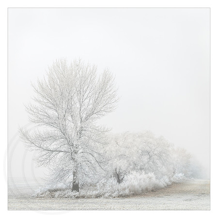 Hoar Frost Misty Morning