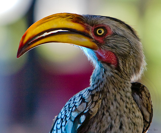 Hornbill
