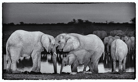 Elephants at Etosha