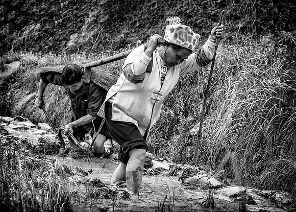 Hard Work on the Padi Field B&W