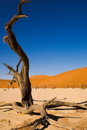 DEADVLEI 2