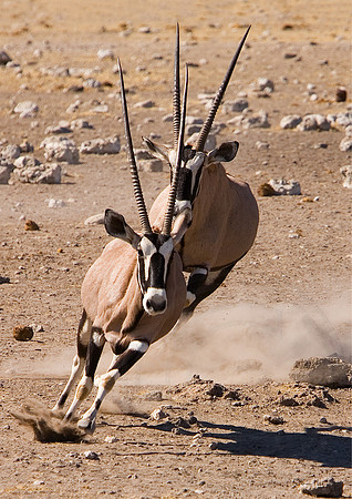 Oryx Chase