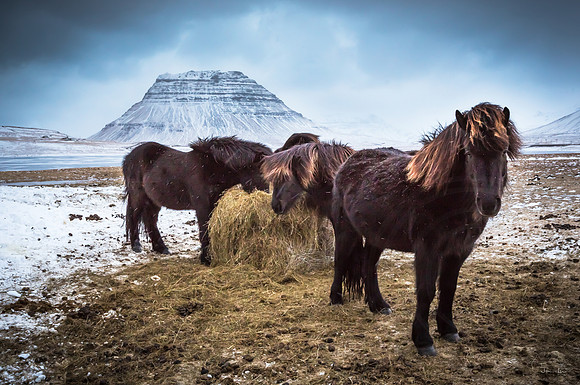 Icelandic Horses and Kirkjufell