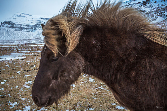 Icelancinc Horse at Dusk