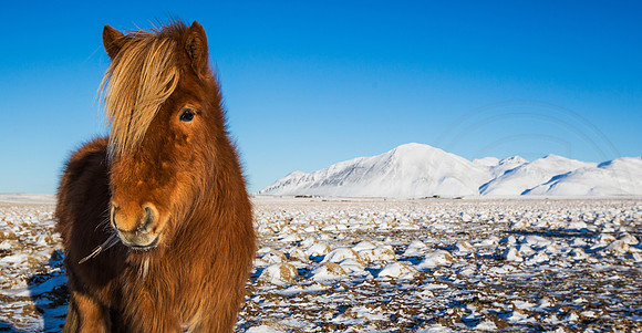 Icelandic Horse