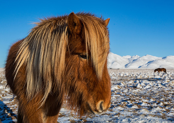 Dressed for Winter, Icelandic Horse