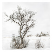 Cottonwood Tree and Village Church
