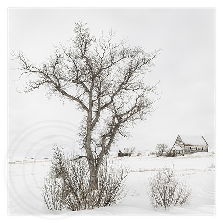 Cottonwood Tree and Village Church
