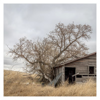 Overwhelmed By Cottonwood