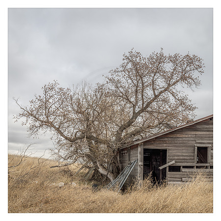 Overwhelmed By Cottonwood