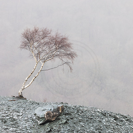 Tenuous Hold 1