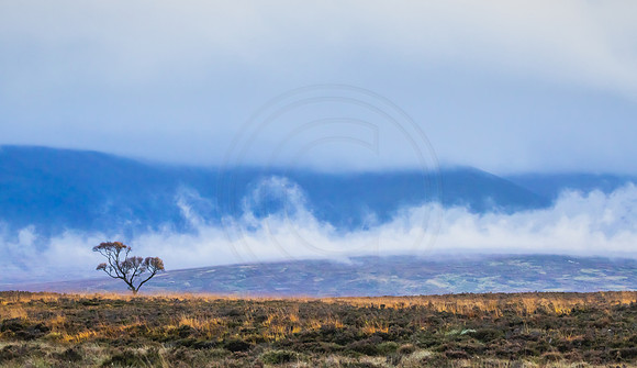 Lonesome Tree near Cuaich 1