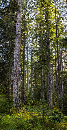 Glen Affric Trees 3