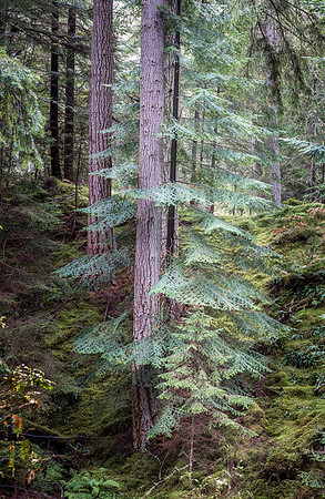 Glen Affric Trees 5
