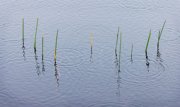 Reed Detail with Rain 1