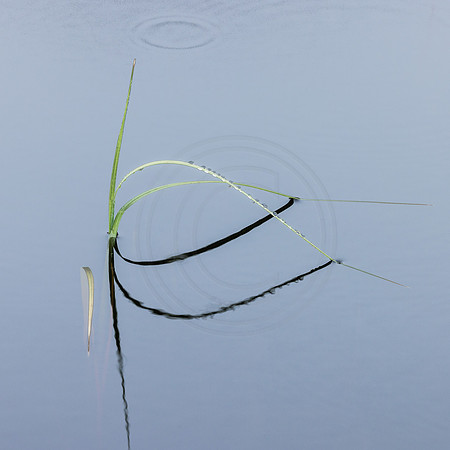 Reed Detail 2
