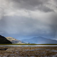 Tree in a Landscape