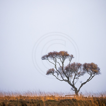 Lonesome Tree Near Cuaich