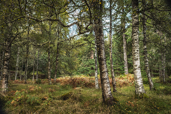 Glen Affric Trees 2