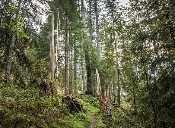 Glen Affric Forest 2