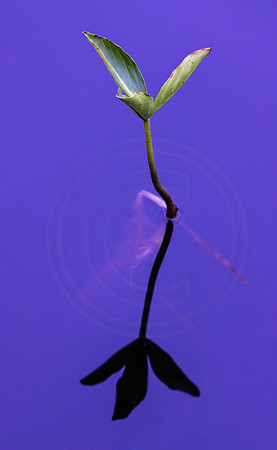 Bog Bean
