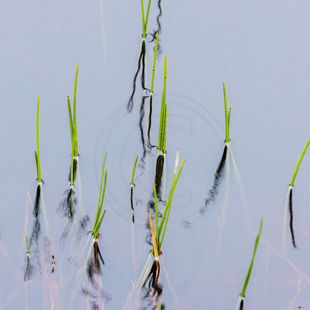 Reed Detail 3
