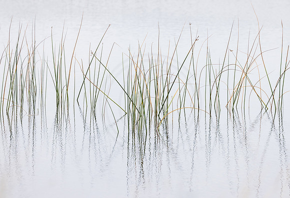 Reeds Together