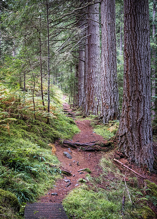 Glen Affric, Walk in the Forest