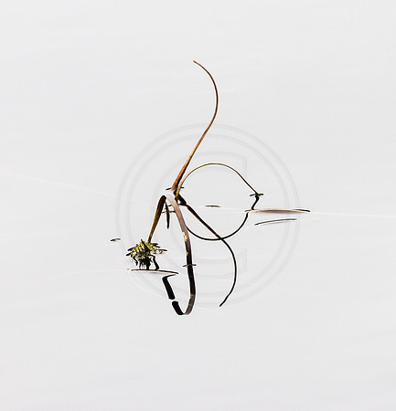 Reed Details