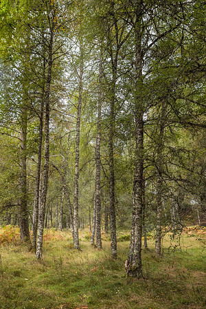 Glen Affric Tree 1