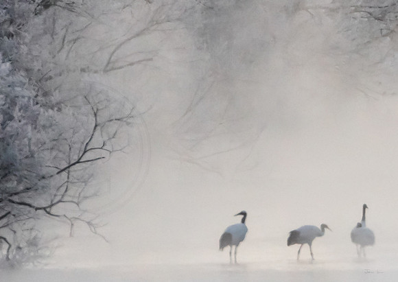 Red Crowned Cranes in the Mist