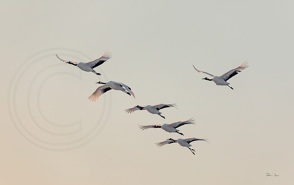 Red Crowned Cranes in Flight 1