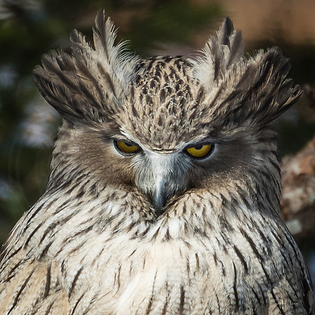 Blackiston Fish Owl, Looking at You