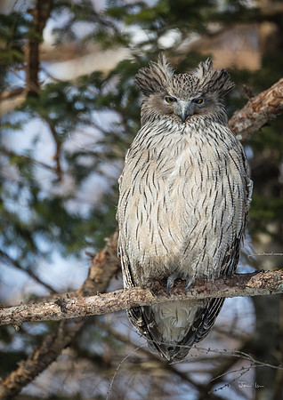 Blackiston Fish Owl