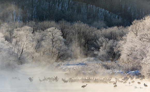 Red Crowned Cranes in the River Mist 2