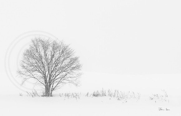 Tree 4
