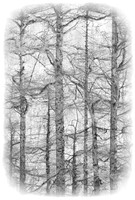 Tree Lace