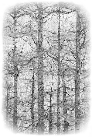Tree Lace