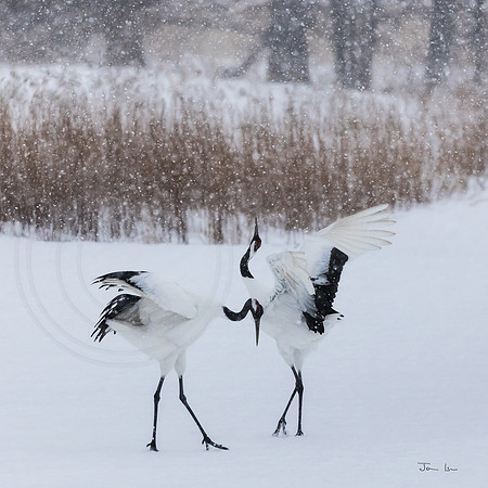 Cranes Dancing 3