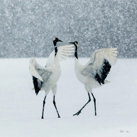 Cranes Dancing 2