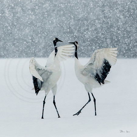 Cranes Dancing 2