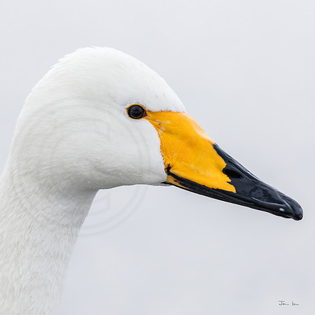 Whoopeer Swan, Portrait