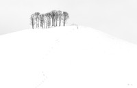Trees on a Hill 2