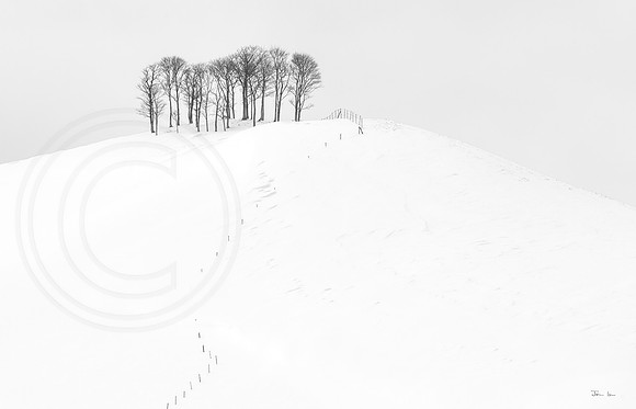 Trees on a Hill 2