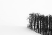 Trees On a Slope