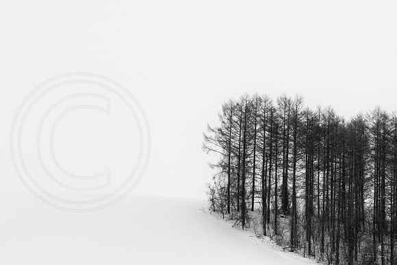 Trees On a Slope
