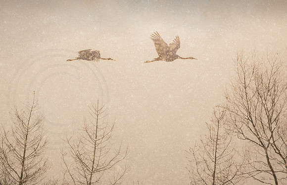 Snow at Dusk
